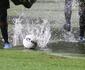 Aps chuvas no Recife, Sport planeja troca de solo e gramado da Ilha do Retiro