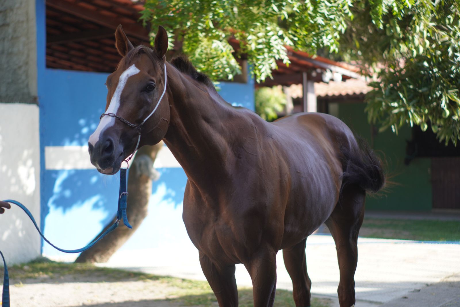 <i>(Foto: Francisco Silva / DP Foto)</i>